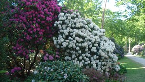 A garden with various flowering plants and trees. - Vacation object Graal Müritz A1 - F01 (Graal-Müritz)