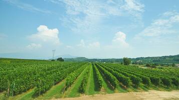 Ein Weinberg mit Reihen von Weinreben unter blauem Himmel.