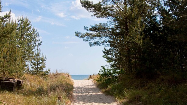 Un sentier sablonneux menant à une plage, bordé d’arbres et de végétation.