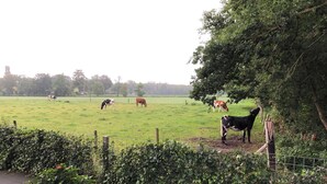 A rural landscape with cows grazing in a field, surrounded by greenery and a wooden fence. - Six-person Veluwe Lounge (Voorthuizen)