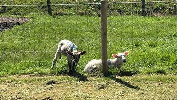 Enceinte de lâhĂ©bergement