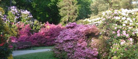 Un giardino con un vialetto lastricato, arbusti fitti e alberi.