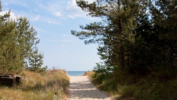 Un sendero arenoso que conduce a una playa, rodeado de árboles y vegetación.
