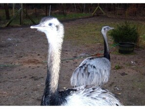 Miscellaneous - Holiday Buntspecht - Holiday Jägerswalde (Güstrow)