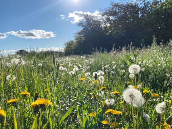 A field of dandelions and other wildflowers under a clear sky. - DG apartment only 250 meters to the beach (Börgerende-Rethwitsch)