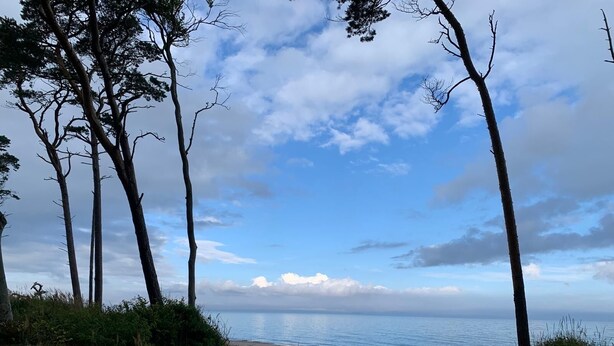 Une plage avec des dunes de sable, une végétation clairsemée et de grands arbres.