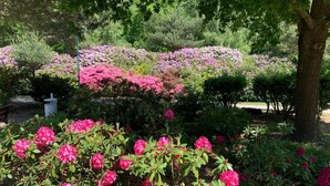 Un jardin agrémenté de divers arbustes et arbres à fleurs, notamment des variétés aux fleurs roses et violettes.