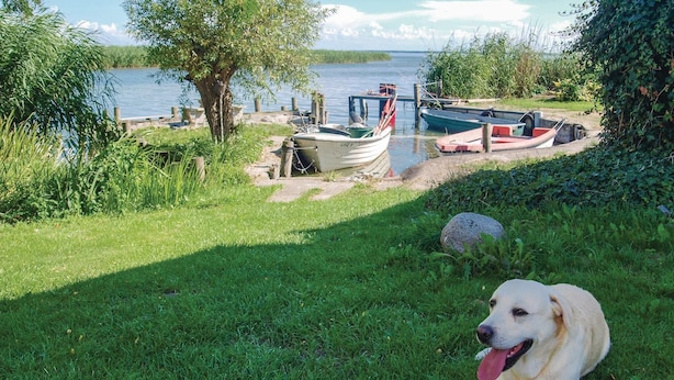 Zona verde con un perro, un muelle y barcos junto a un cuerpo de agua tranquilo.