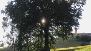 Un parque con un árbol grande, un estanque y un banco.