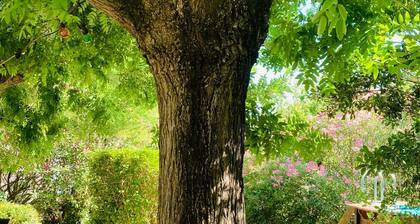 Air-conditioned house with garden and swimming pool, center of Uzès, 6PAX