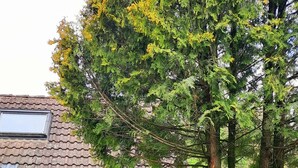 Une cabane en bois rustique avec une porte bleue, entourée d’arbres et d’un jardin.