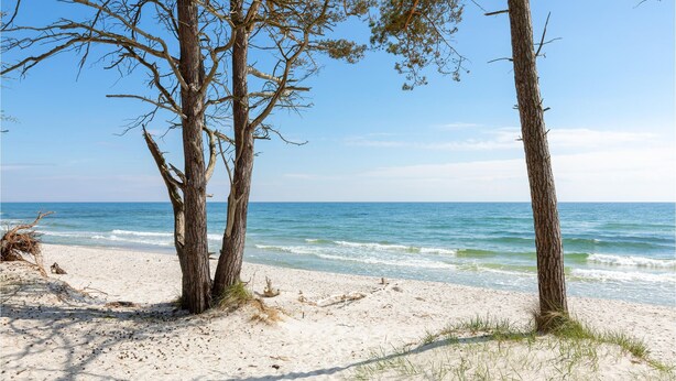 Une plage avec trois arbres et l’océan.