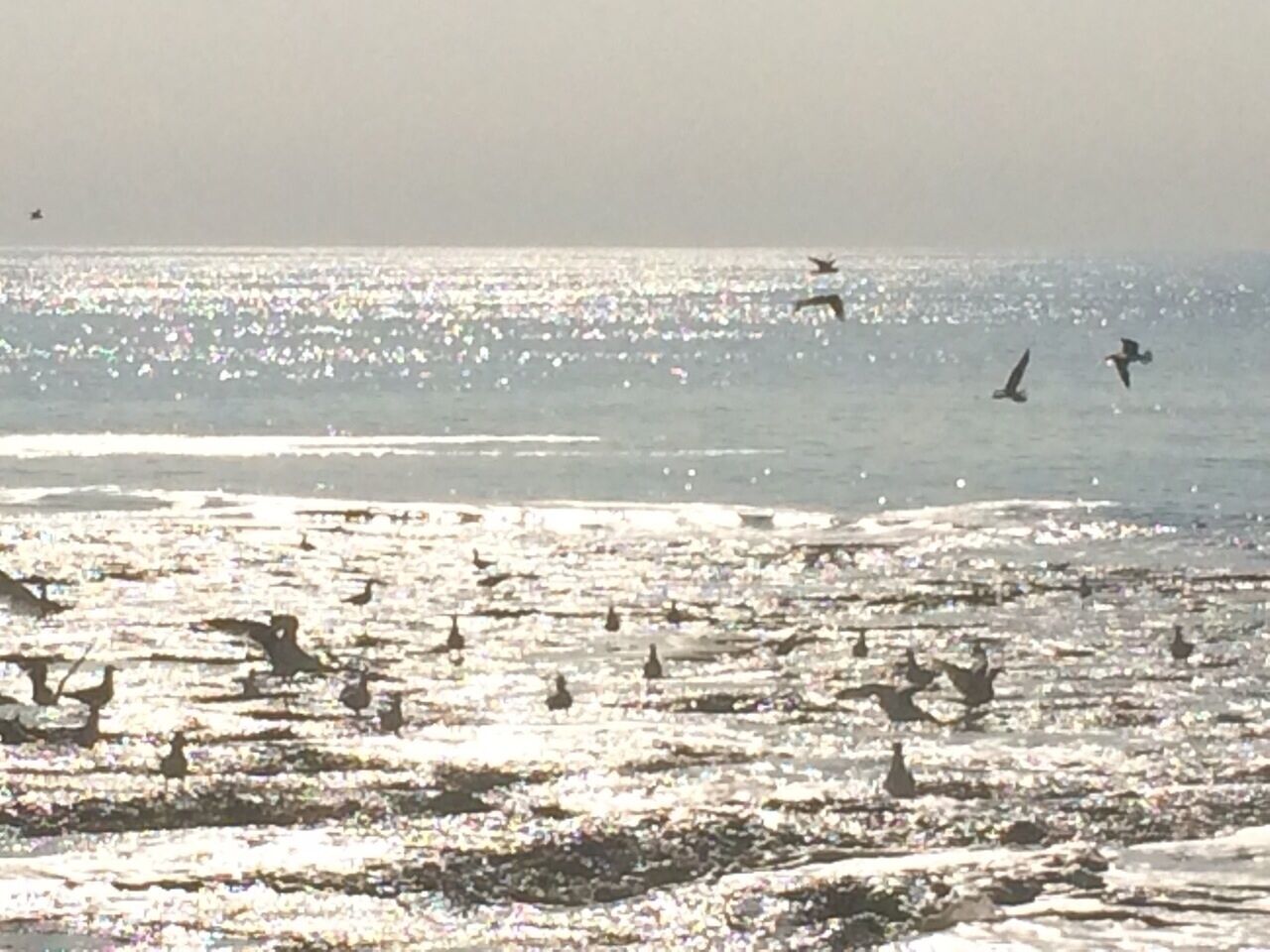 Une plage avec des oiseaux et l’océan.