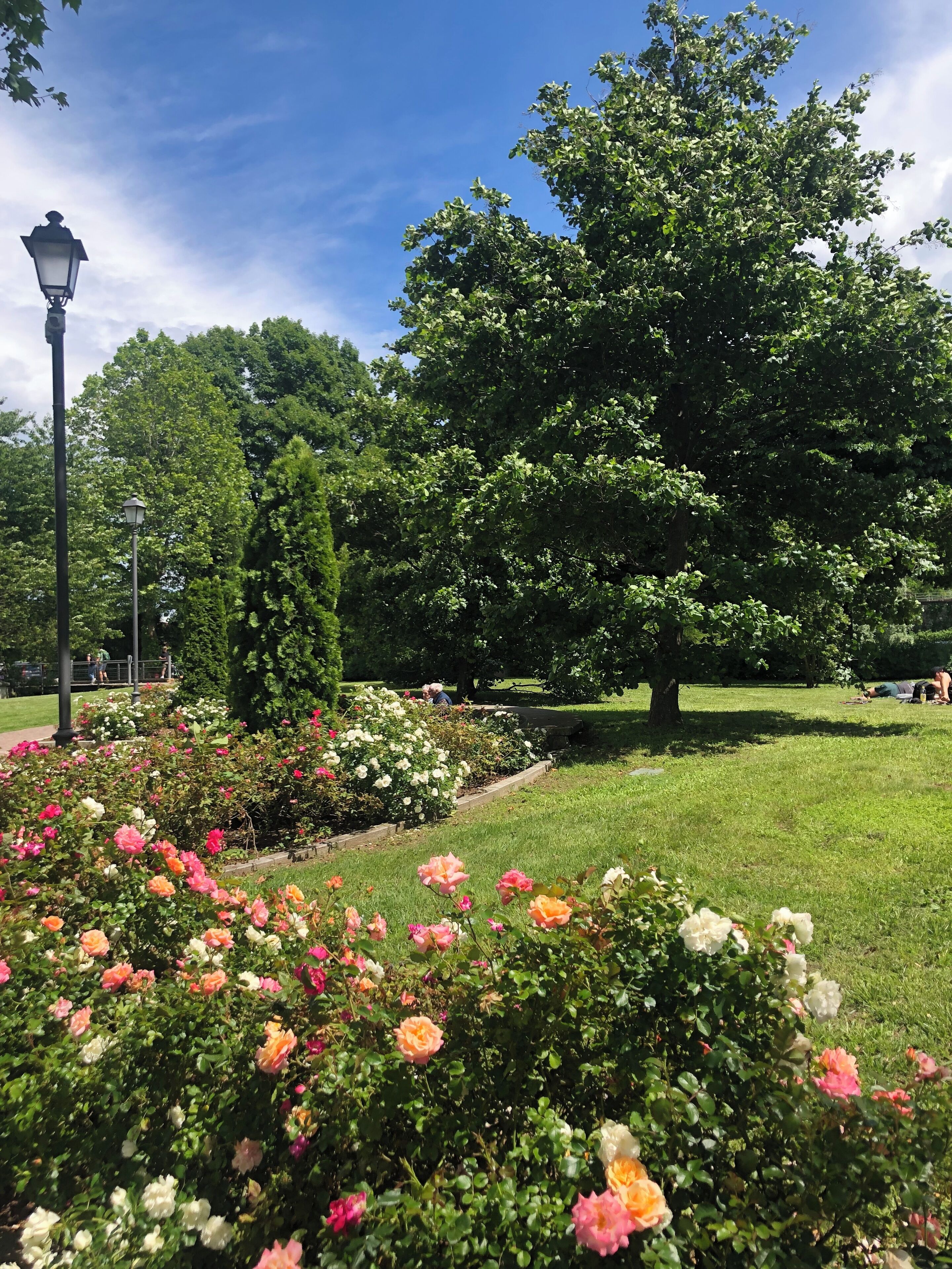 Un parque con diversas flores, un árbol grande y un farol.