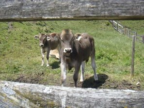 Immagine non classificata, 3 di 17, pulsante