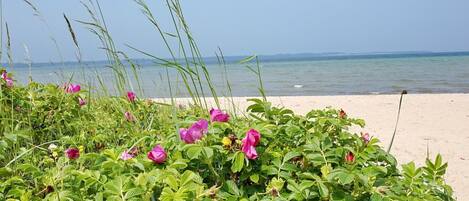 Playa en los alrededores y camastros