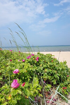 Beach nearby, sun loungers - **** Thatched property - perfect for families with dogs (Zierow)