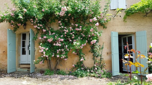 Edificio con muro de jardín cubierto de rosas rosadas, puerta de madera y ventana con contraventanas.
