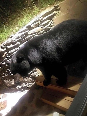 A bear standing on a wooden platform with a rocky background. - Smoky Mountain Hideaway for Two · Near Gatlinburg (Sevierville)
