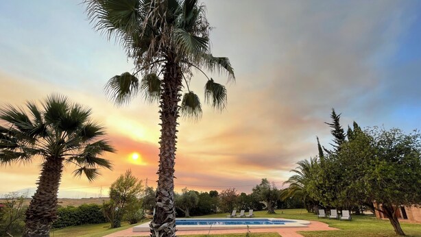 A landscaped garden with palm trees, a swimming pool, and a brick pathway.