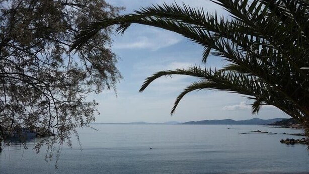 A beach with calm water, a sandy shore, and a palm tree. - Sleeps 4. On the beach front with sea view, at 20 m from the beach, wi (Fréjus)