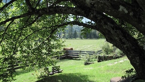 A rustic wooden bench under a tree in a grassy area with a fence and a cow in the background.