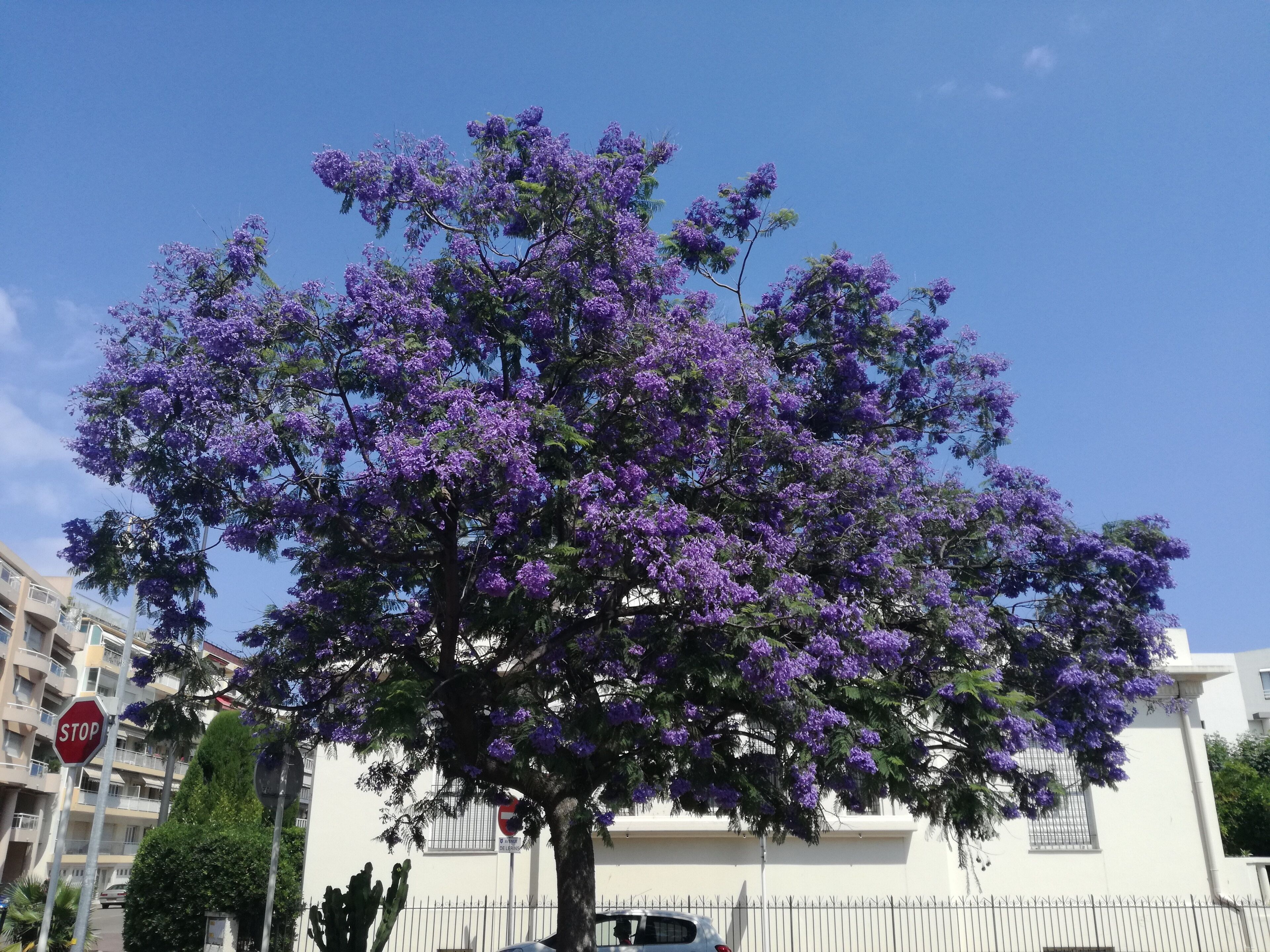Un árbol con flores moradas frente a un edificio.