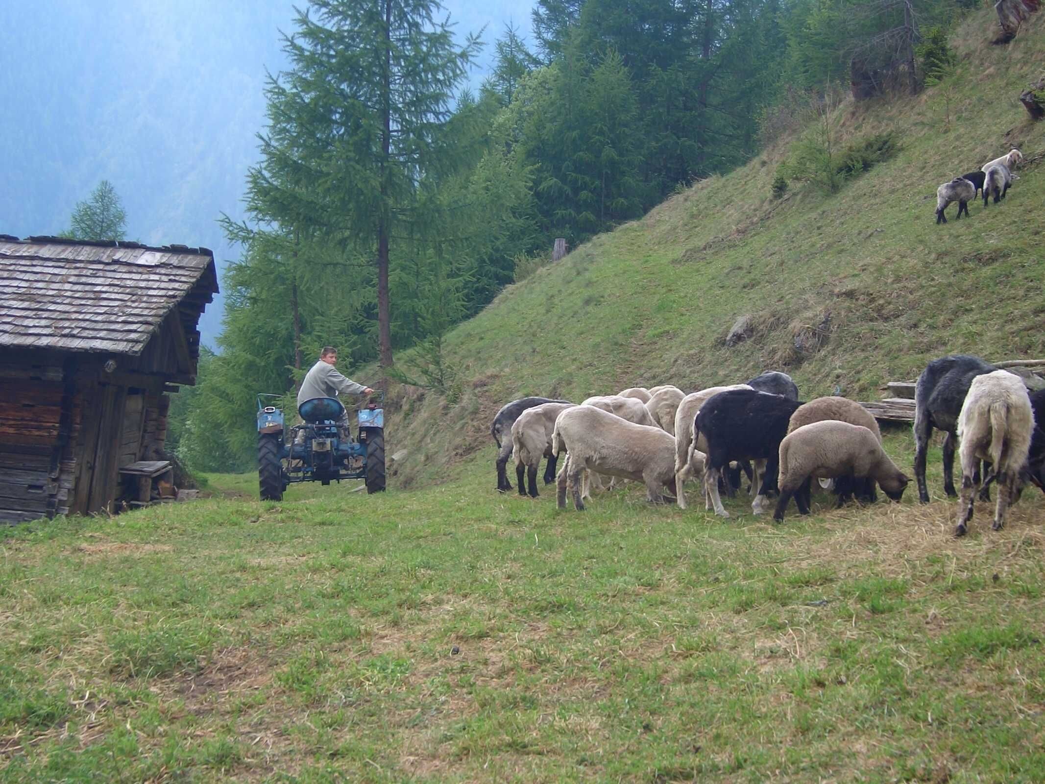 A rural scene with a wooden cabin, a tractor, and a herd of sheep grazing on a hillside.