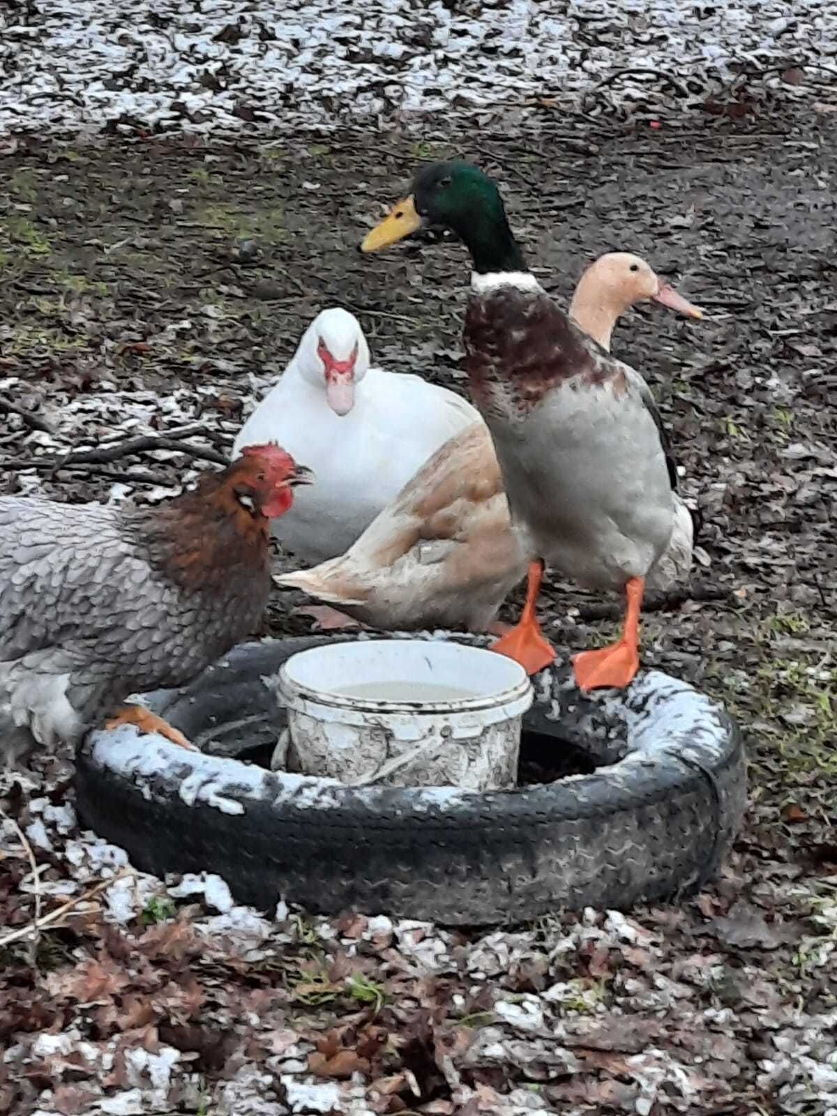 A group of ducks and chickens near a water source.