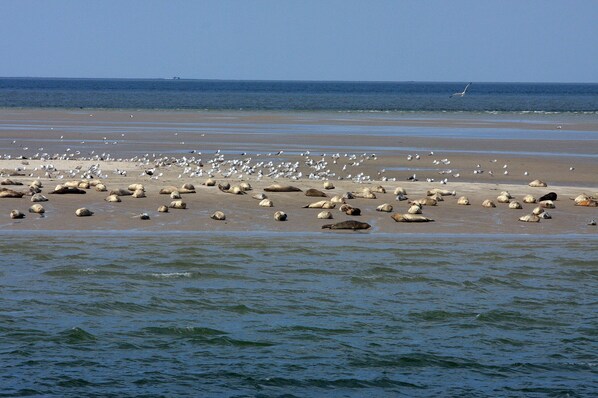 Plage à proximité, chaises longues