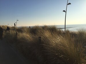 Playa en los alrededores y camastros