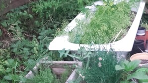 A garden with various plants and a wooden structure. - Guest house 1 air-conditioned bedroom with private bathroom and bedroom wc (Porto-Vecchio)