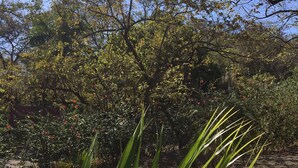 A swimming pool surrounded by lush greenery and trees. - Casa Maya Samara ECOLODGE (Sámara)
