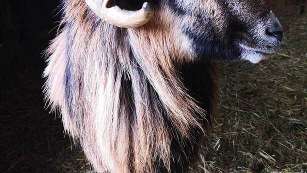 A ram with large curved horns and a thick, shaggy coat standing on straw. - Gîte with private swimming pool heated to 30°C all year round, 15 min from Alsace (Coinches)