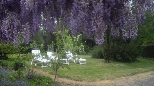 Ein Garten mit violettem Wisteria, das über einen Weg hängt, weißen Stühlen und viel Grün.