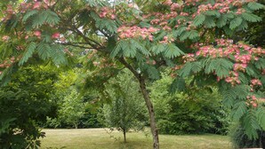 Ein Baum mit rosa Blüten in einer Wiese.