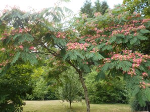 A tree with pink flowers in a grassy area.
