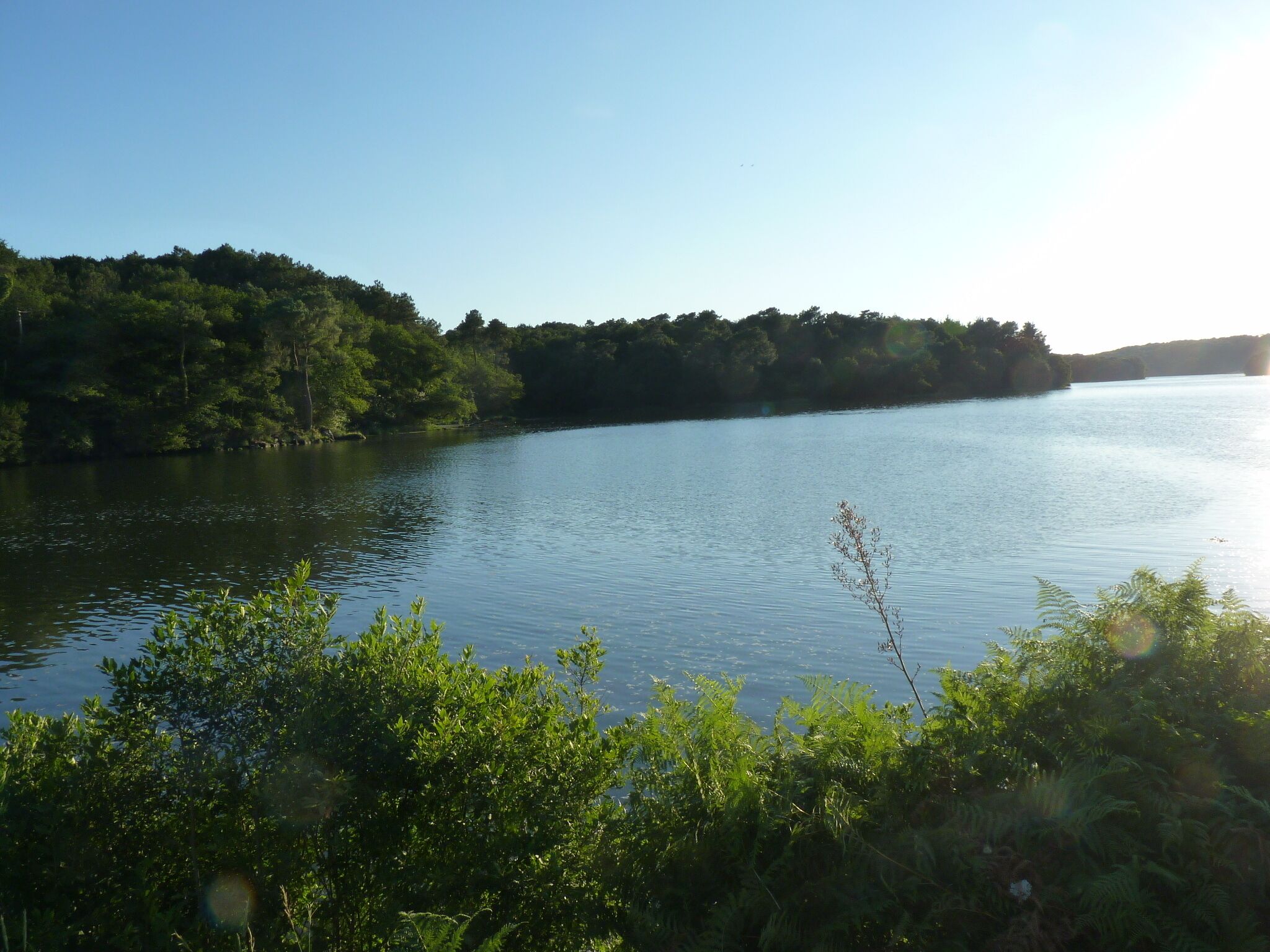 Ein ruhiger See, umgeben von dichtem Wald.
