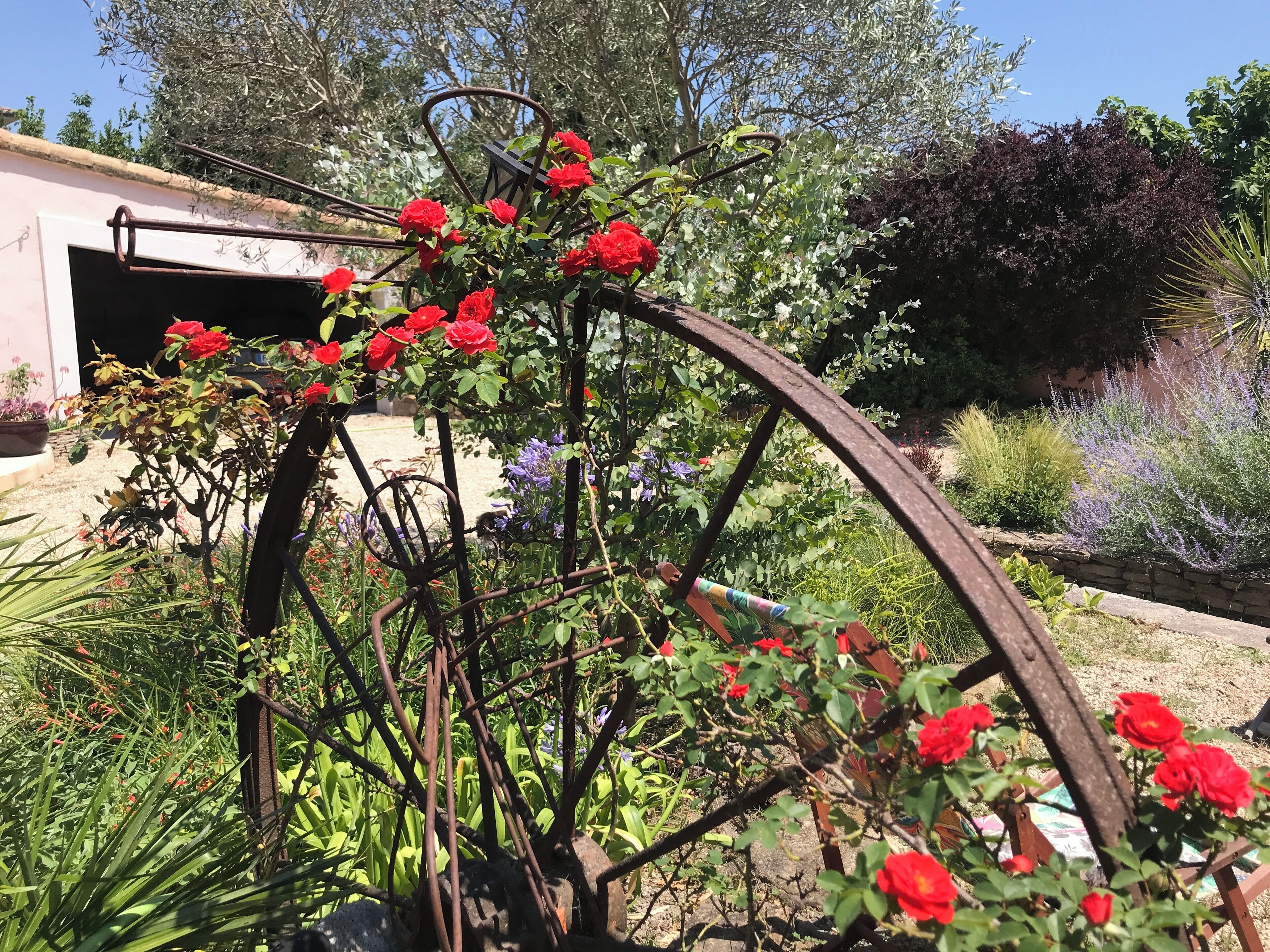 Un jardin agrémenté d’une treille métallique sur laquelle grimpent des roses rouges, le tout entouré de diverses plantes et d’arbres.