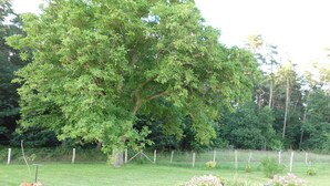 A large tree in a grassy area with a wheelbarrow and a small flower bed. - Vacation apartment on the Amazon of the North - Holiday apartment (Demmin)