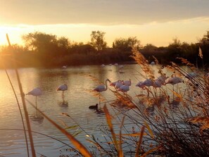 Un sereno tramonto su un corpo d'acqua, con diversi fenicotteri in primo piano.
