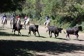 A group of people on horseback herding cattle in a grassy area with trees in the background. - The Nanou'che "Roulotte in Camargue" (Le Cailar)