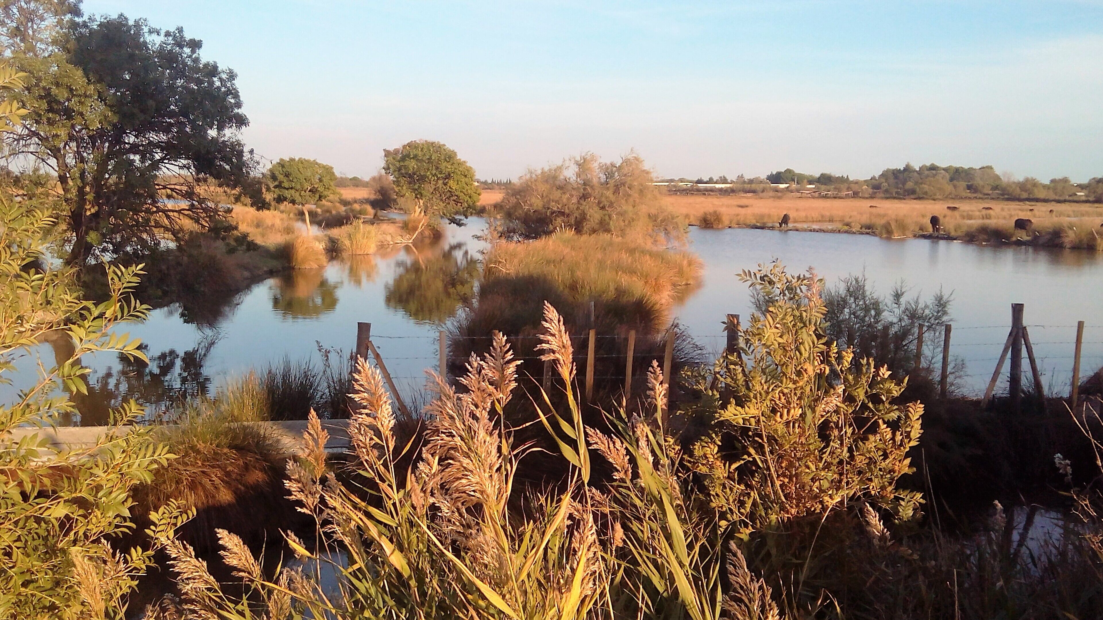 Un paisaje sereno con un estanque rodeado de árboles y hierbas.