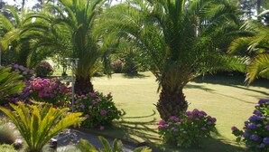 Ein gepflegter Garten mit Palmen und blühenden Pflanzen.