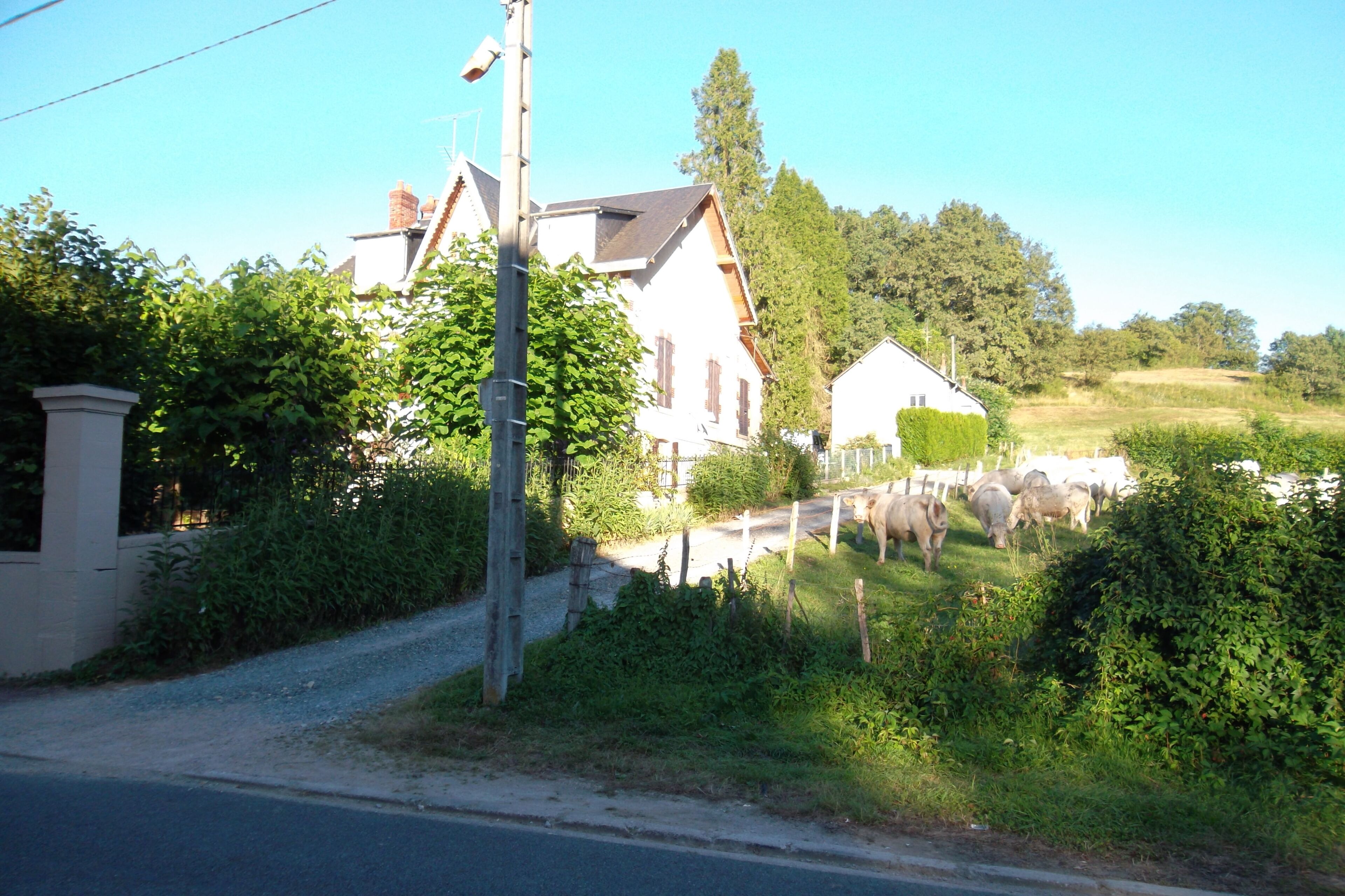 A rural road with a white house, a utility pole, and a herd of cattle grazing in the background.