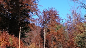 A wooden signpost with text in French, indicating directions to 'Foret Communale de Xertigny' and 'Cascade du Gieu du Saut 1 km'. - DETACHED HOUSE for 11 people, accessible to people with limited mobility. (Xertigny)