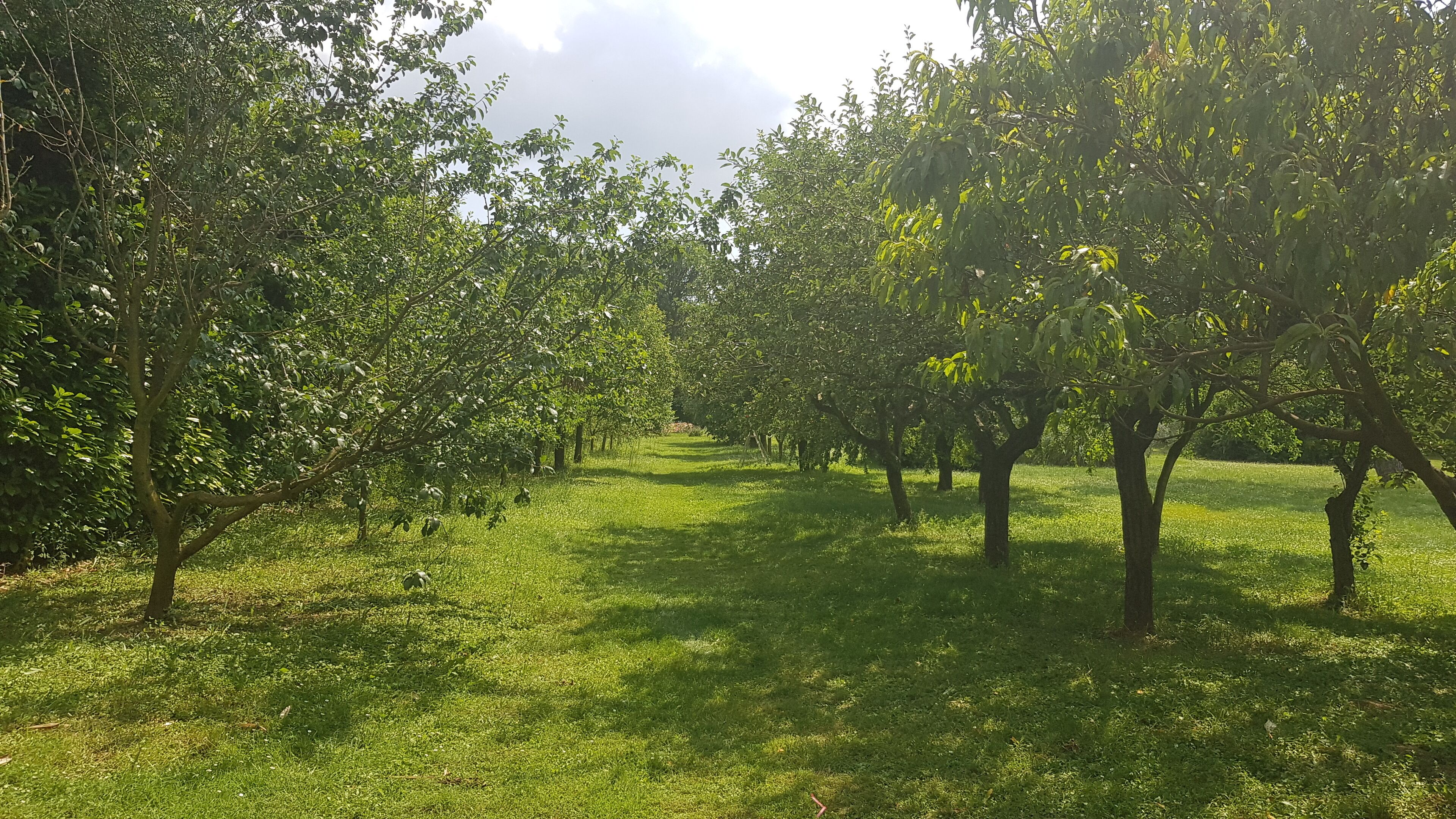 Eco garden with different fruit trees 