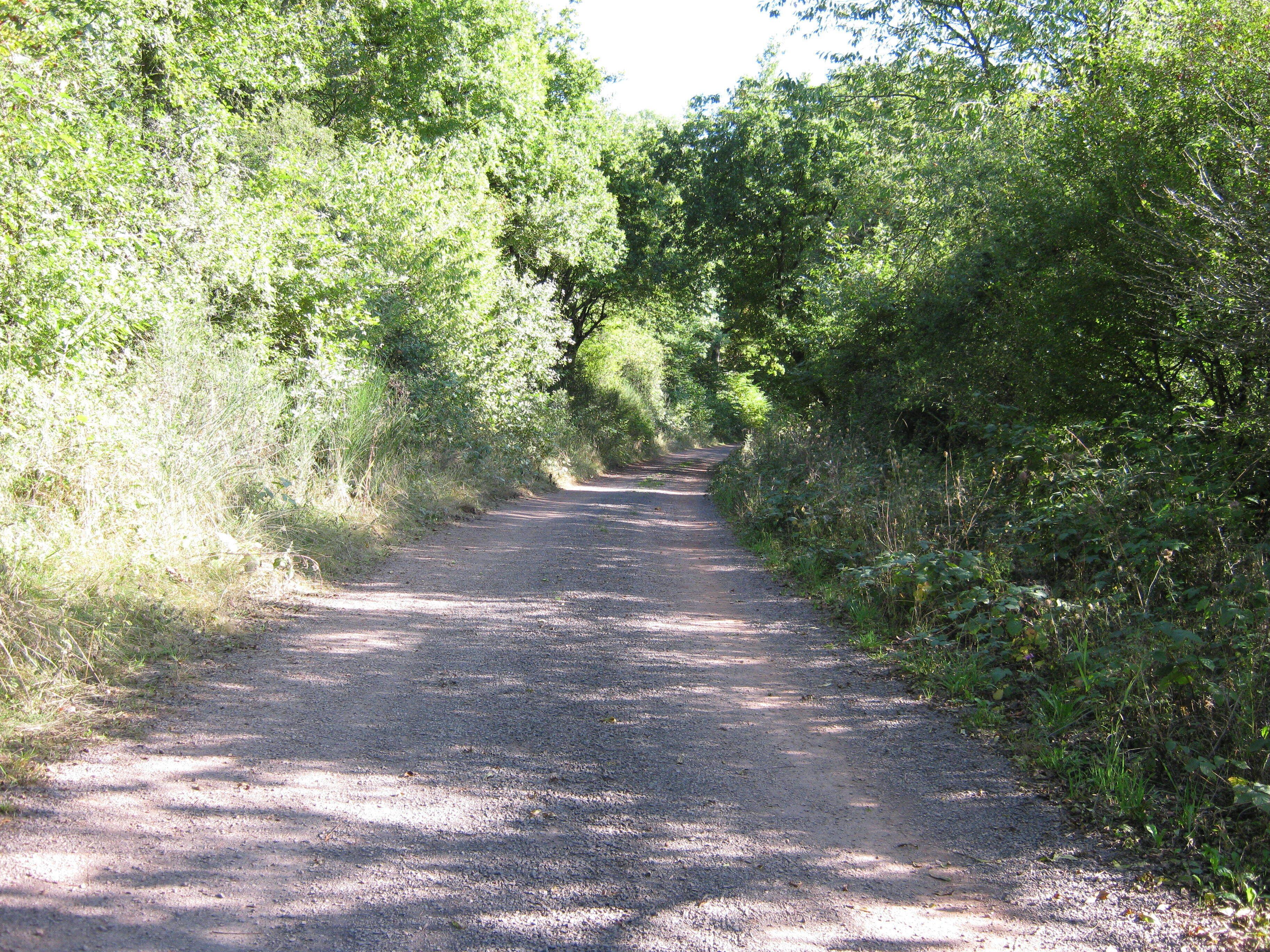 A gravel path surrounded by dense greenery.