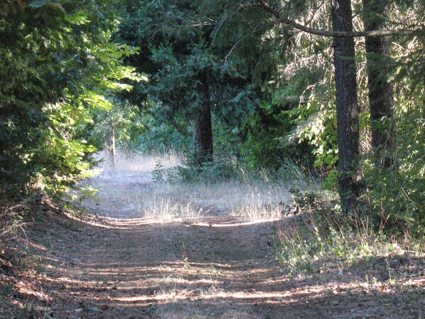 A forested path with trees on either side, leading into the distance.