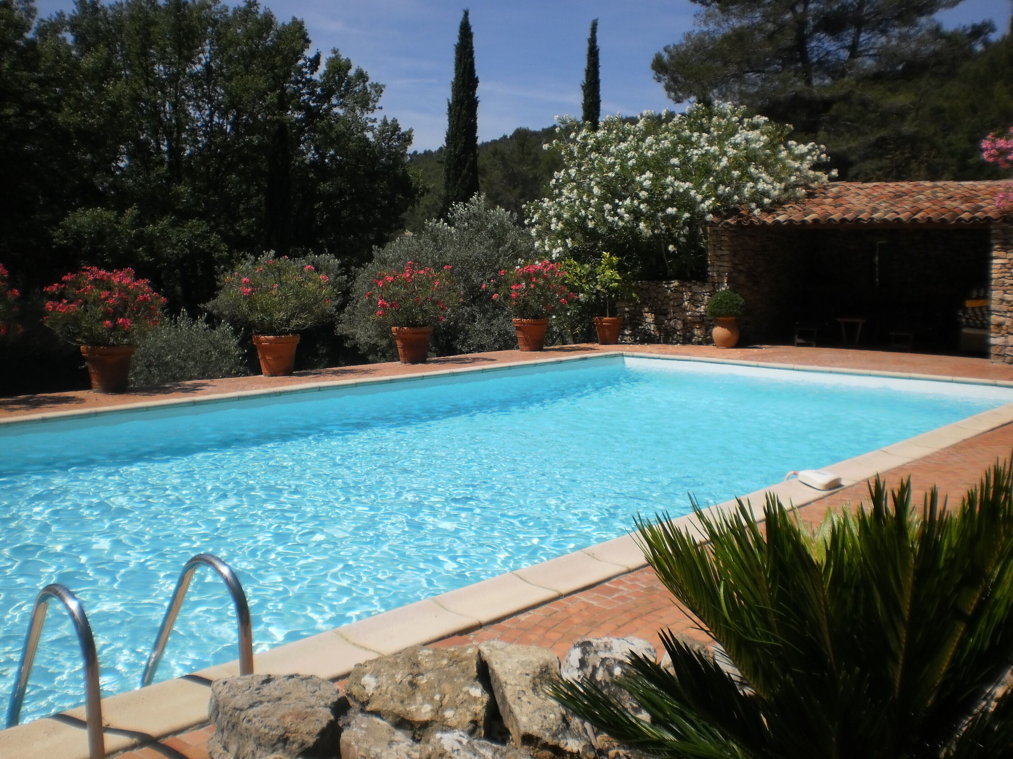 A rectangular swimming pool with clear blue water, surrounded by potted plants and trees.